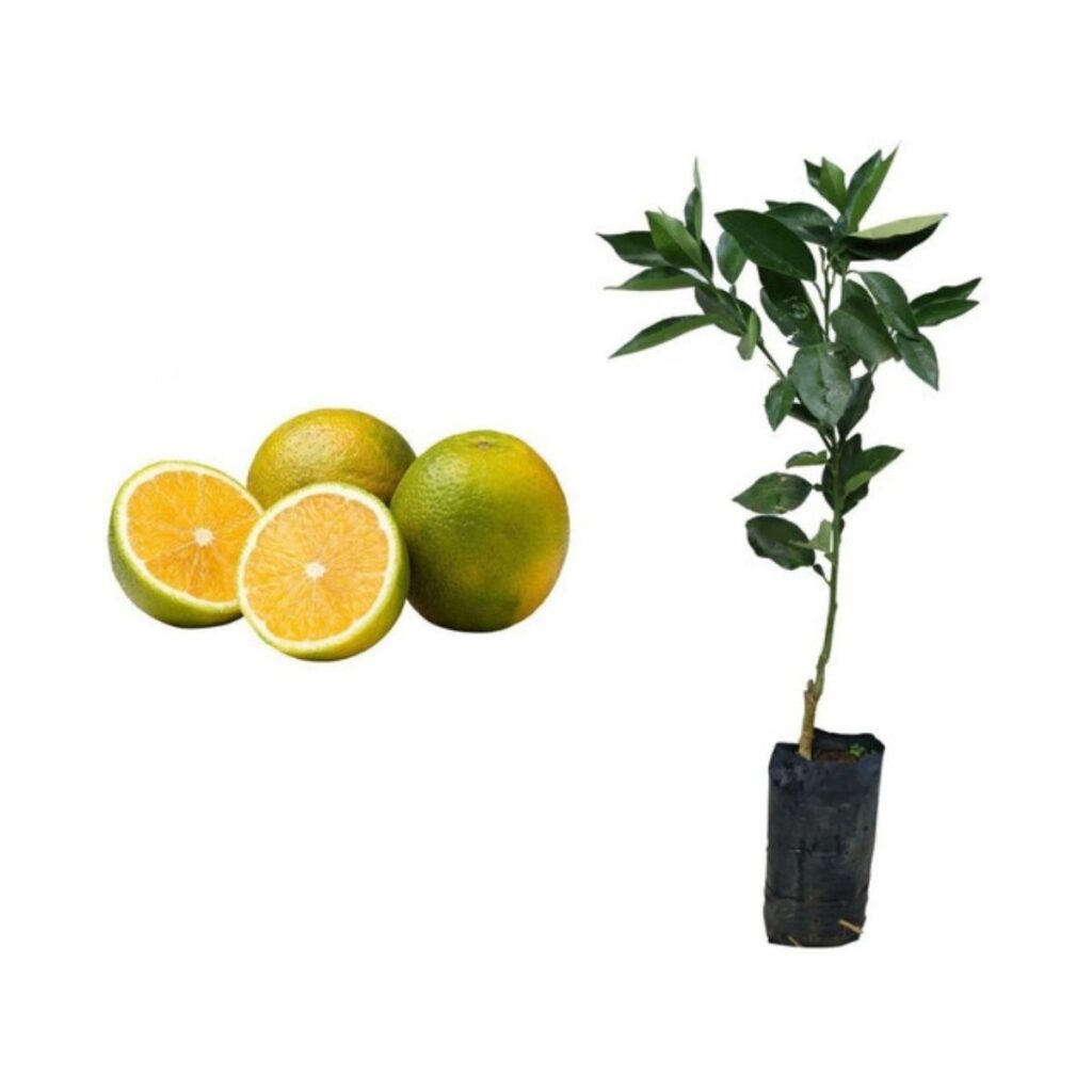 Muda Frutífera Laranja Pera Do Rio Citrus Sinensis Enxertada