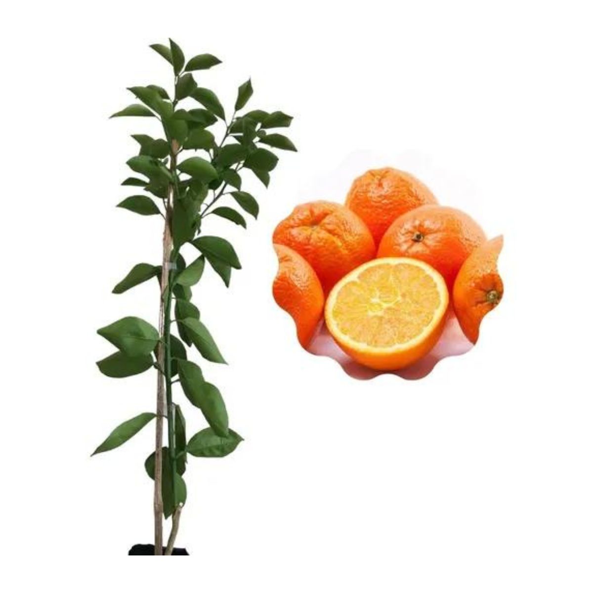 Muda Frutífera de Laranja Bahia - Laranja Umbigo Enxertada