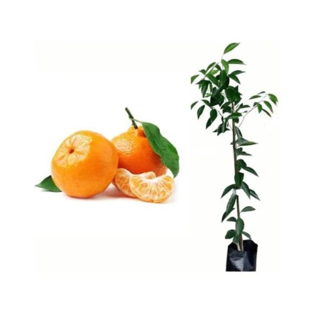 Muda Frutífera de Tangerina ou Mexerica Comum Enxertada