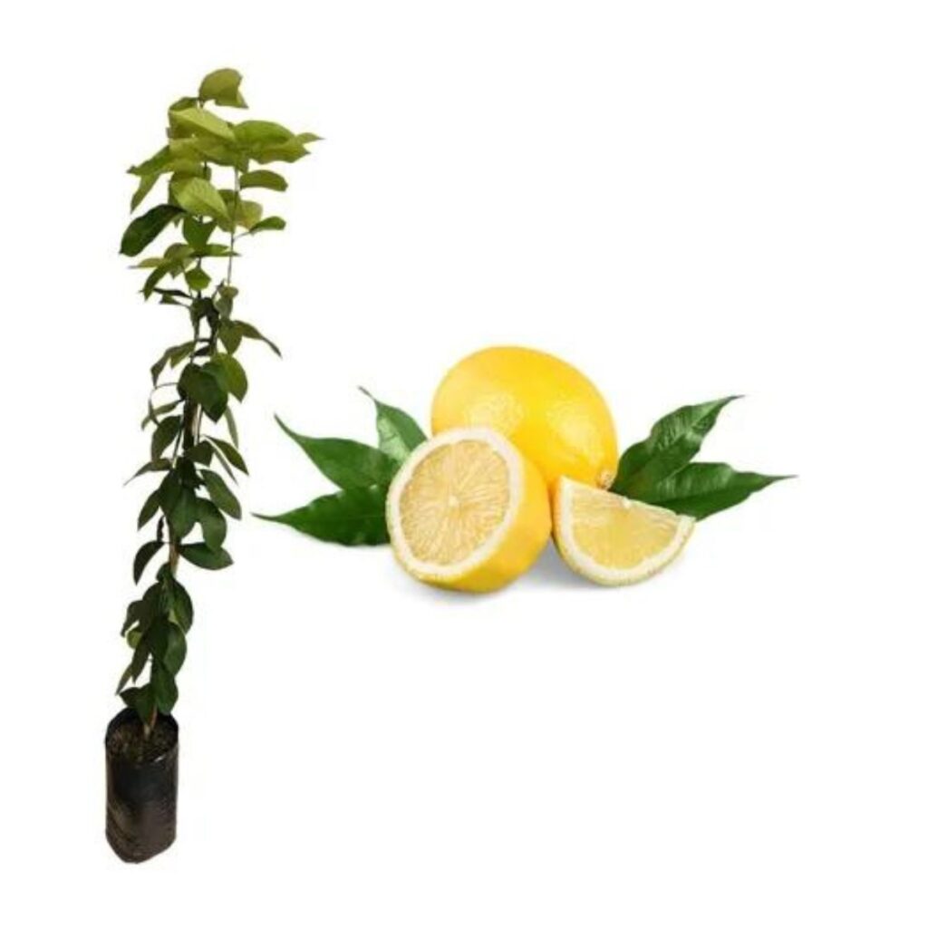 Muda Frutífera de Limão Siciliano Citrus limon Enxertado