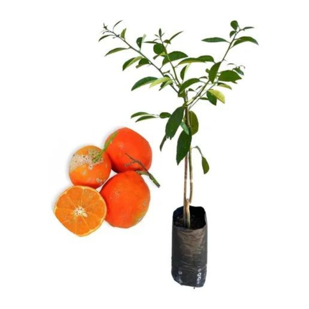 Muda Frutífera de Limão Cravo ou Rosa ou Comum Enxertado