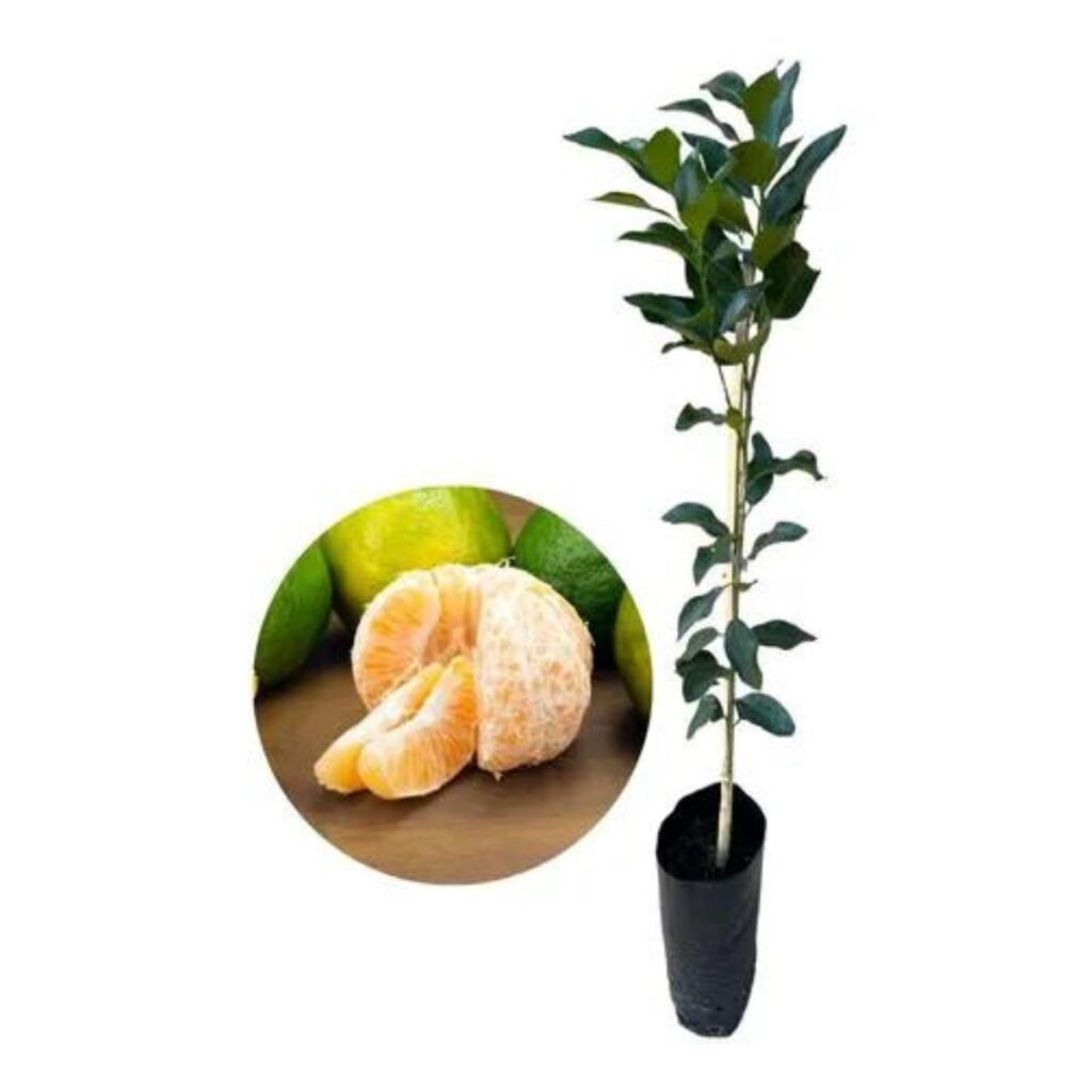 Muda Frutífera de Tangerina ou Mexerica Poncan Enxertada