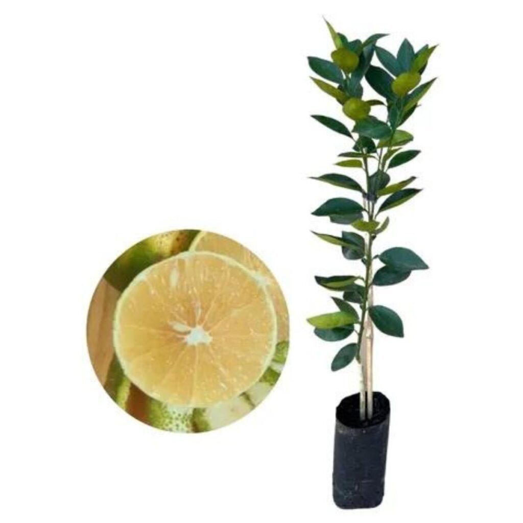 Muda Frutífera de Laranja Champanhe Cristal - Enxertada