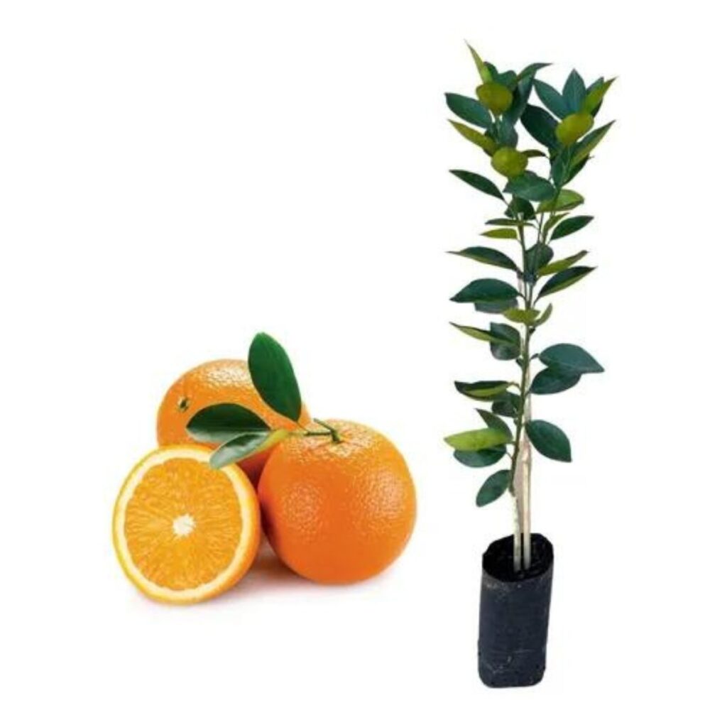 Muda Frutífera de Laranja Valencia Citrus Sinensis Enxertada