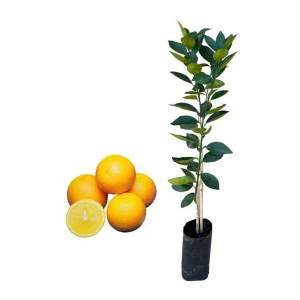 Muda Frutífera de Laranja Lima Citrus sinensis Enxertada