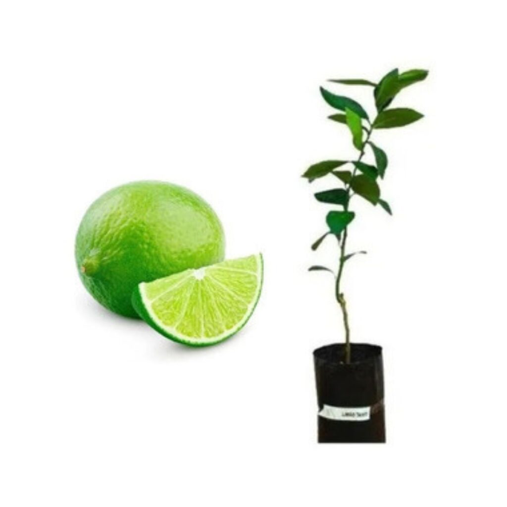 Muda Frutífera Limão-Taiti Citrus Limon - Enxertada