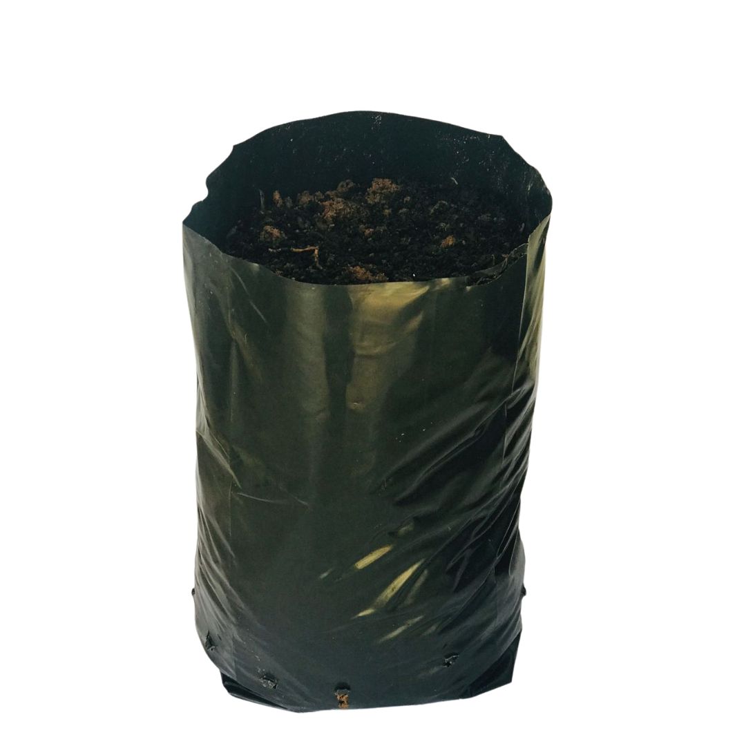 20kg Atacado Saquinhos Para Mudas Saco p/ Germinação 28x35cm — foto 4