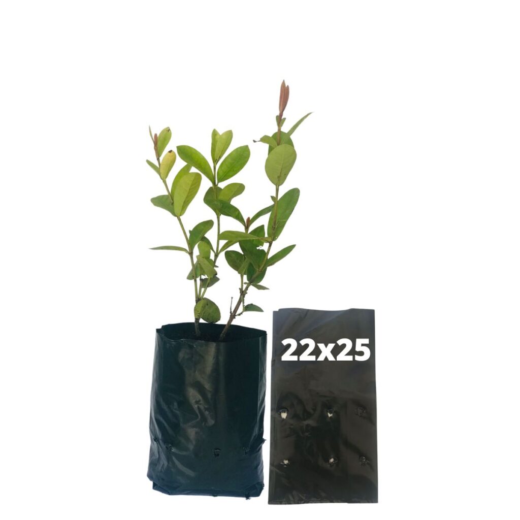 20kg Atacado Saquinhos Para Mudas Saco p/ Germinação 22x25cm