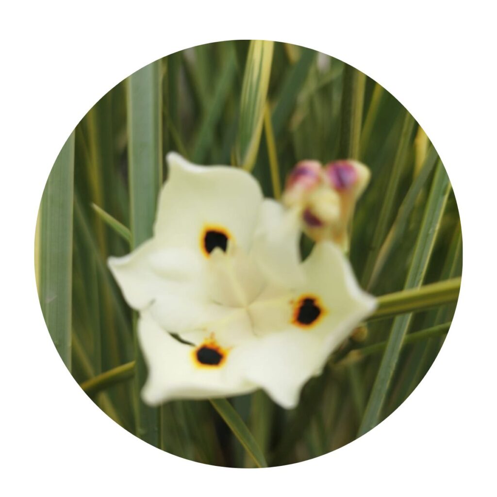 Moreia Amarela Variegata Dietes Iridioides no Saquinho