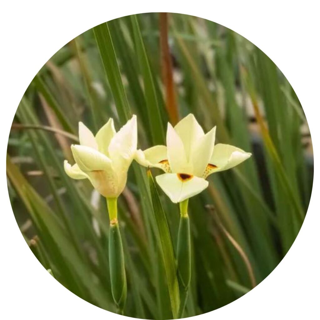 Moreia Amarela Dietes Iridioides Mudas Raiz Nua