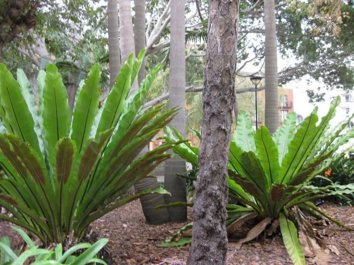 Samambaia Asplenio - Asplenium Nidus Pote 17 - Imagem 5