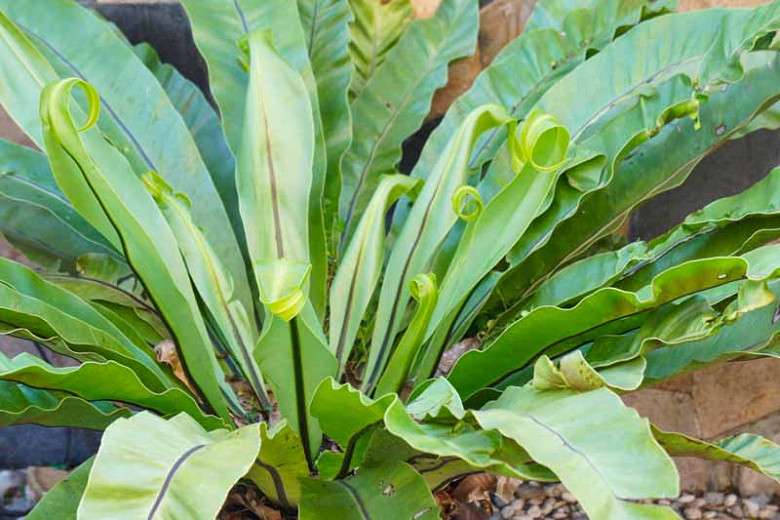 Samambaia Asplenio - Asplenium Nidus Pote 17 - Imagem 6