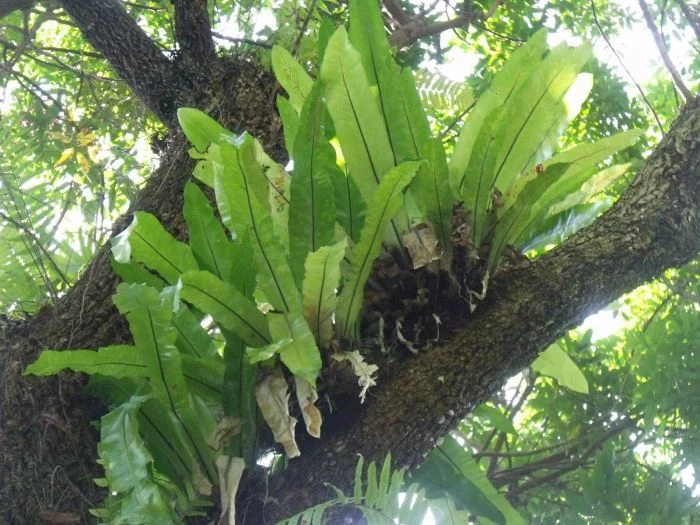 Samambaia Asplenio - Asplenium Nidus Pote 17 - Imagem 7