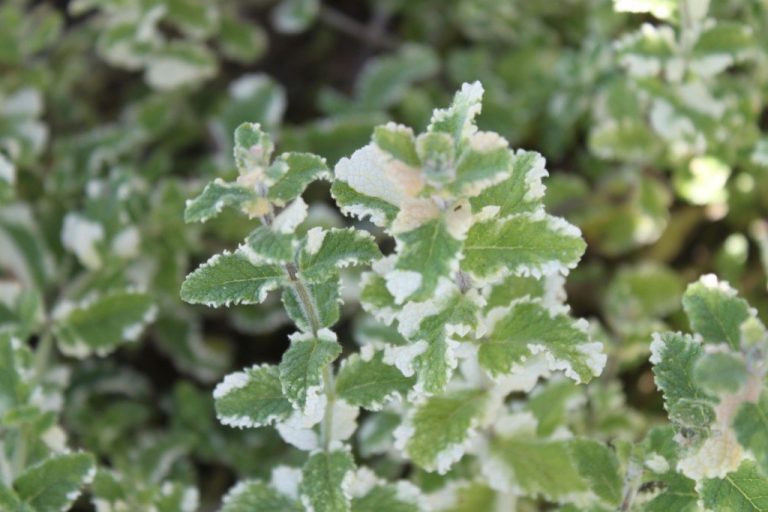 Hortelã Variegata Plectranthus Amboinicus Pote 11 — foto 3