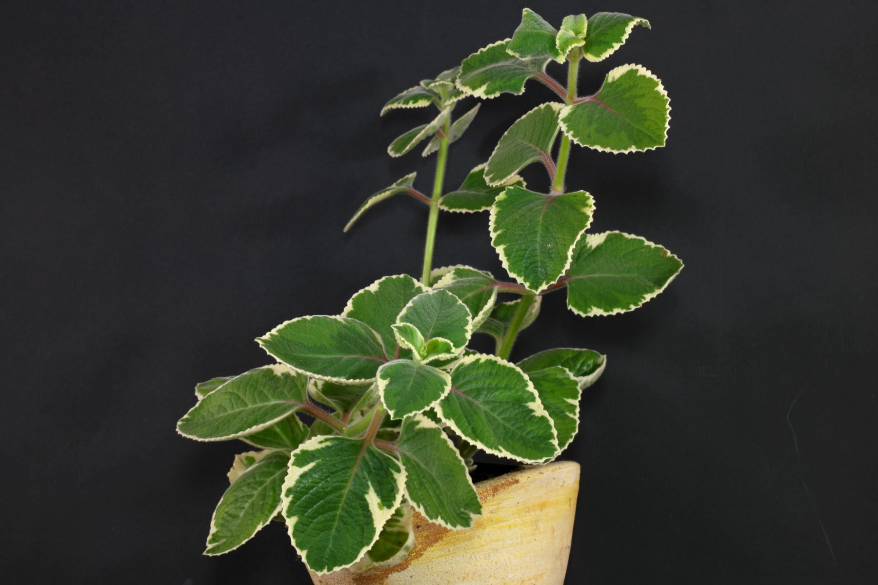 Malva Variegata Plectranthus amboinicus Pote 11 — foto 2