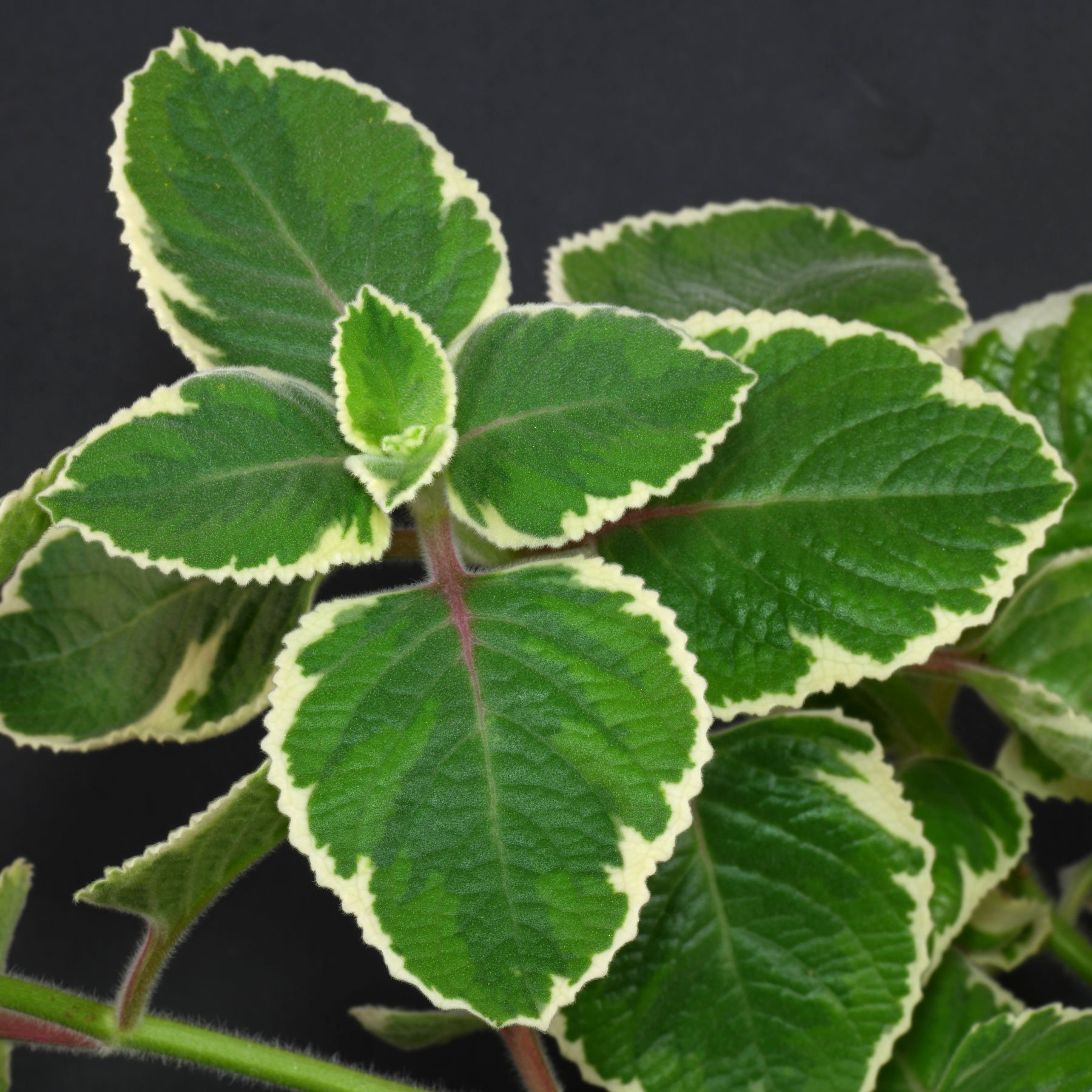 Hortelã Variegata Plectranthus Amboinicus Pote 11 — foto 4