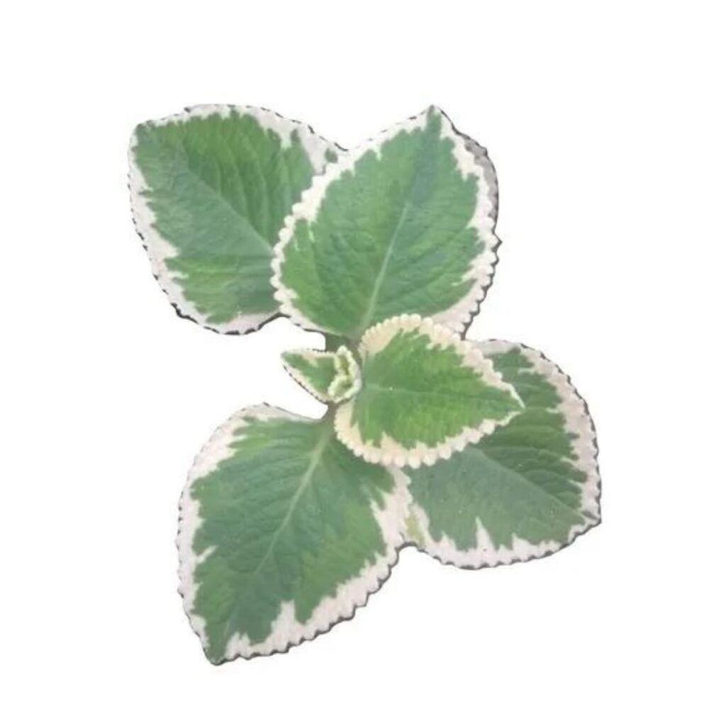 Hortelã Variegata Plectranthus Amboinicus Pote 11