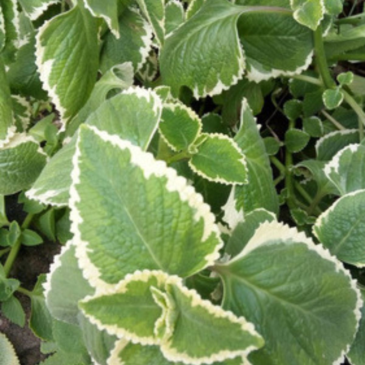 Malva Variegata Plectranthus amboinicus Pote 11 — foto 5