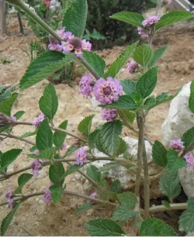 Erva Cidreira - Lippia alba — foto 2