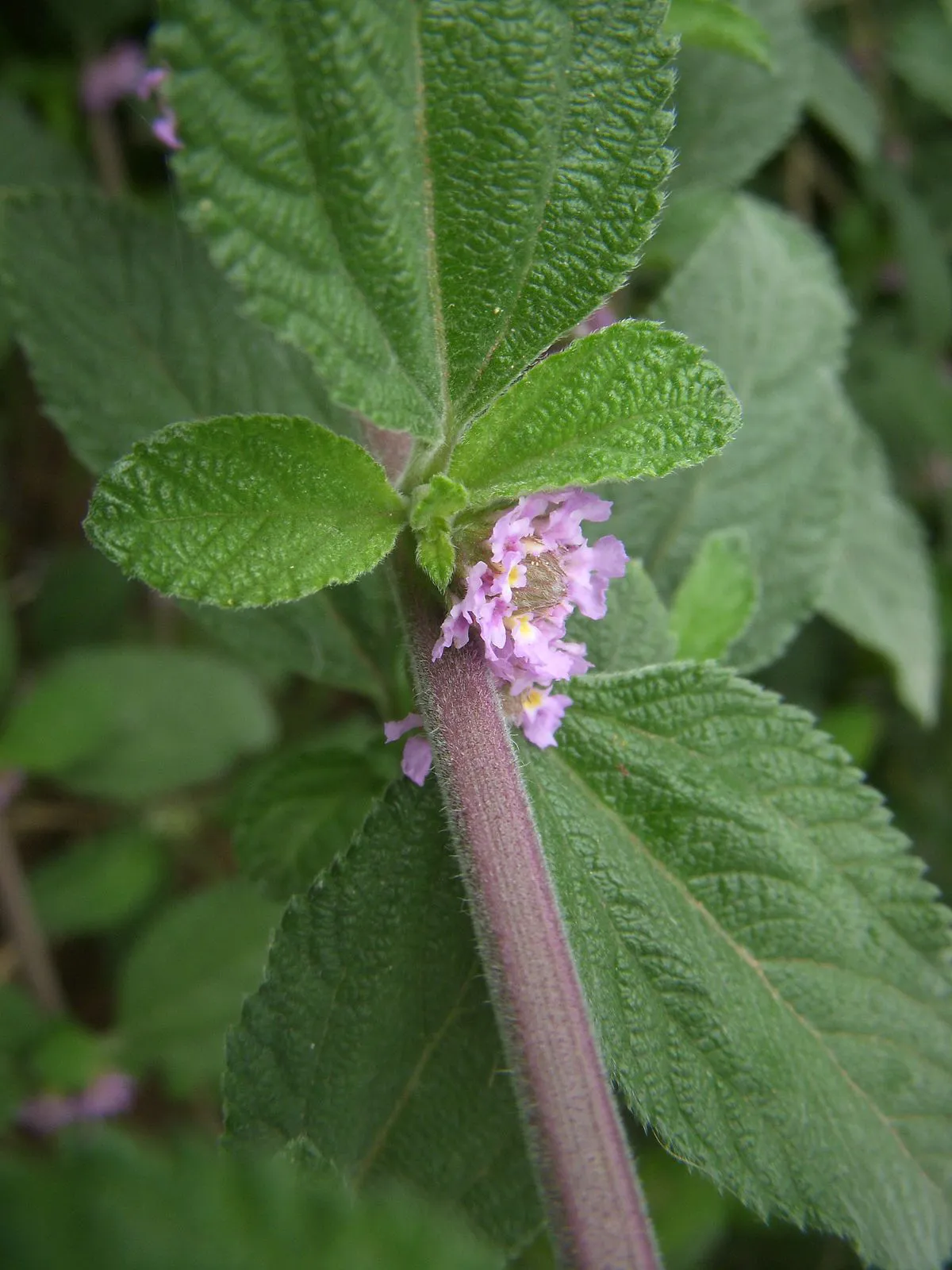 Erva Cidreira - Lippia alba — foto 3