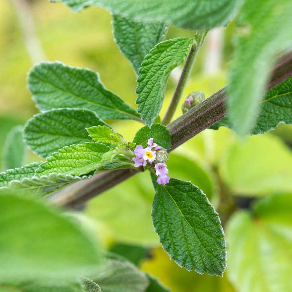 Erva Cidreira - Lippia alba