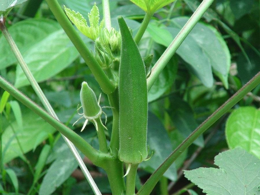 Quiabo (Abelmoschus esculentus) no Saquinho — foto 2