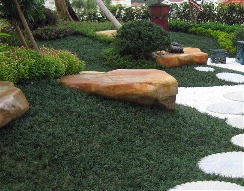 Grama Preta Anã (mini) Pêlo De Urso