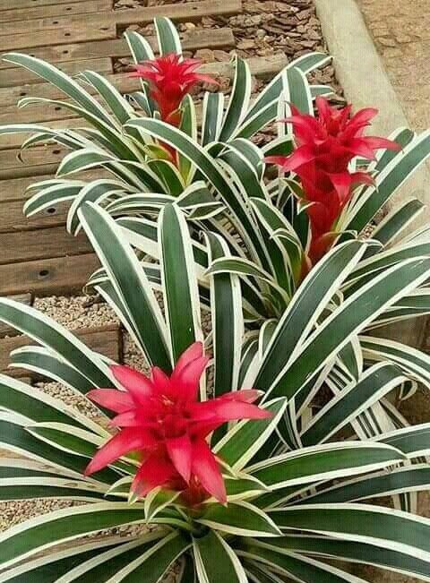 Bromélia Guzmania Variegata - Flor Vermelha — foto 4