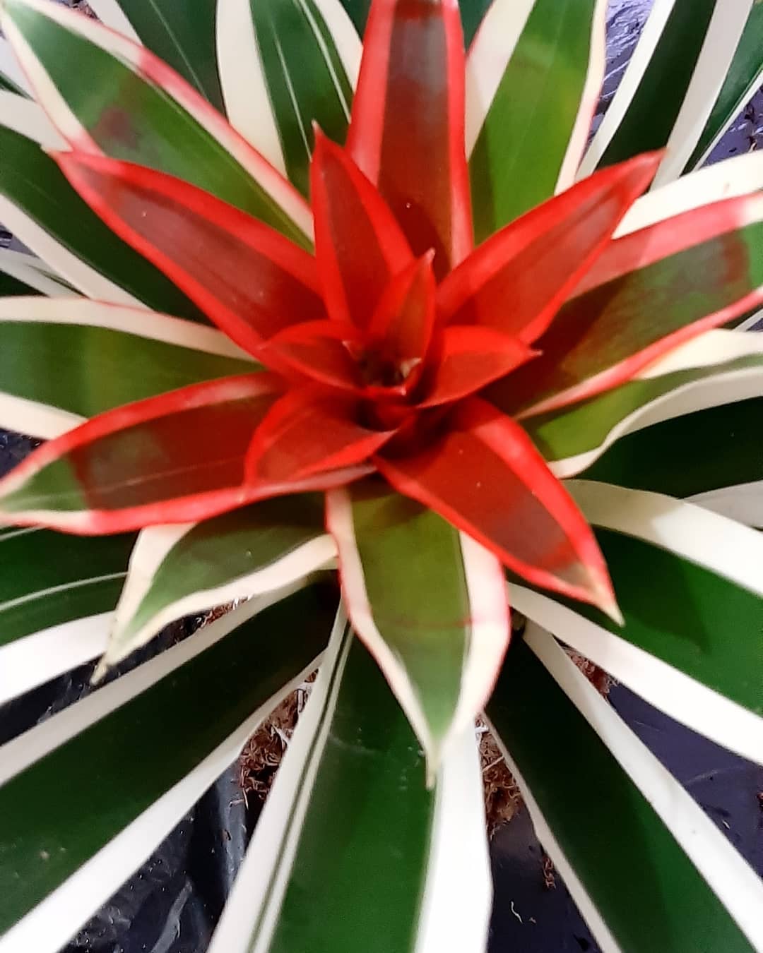 Bromélia Guzmania Variegata - Flor Vermelha — foto 3