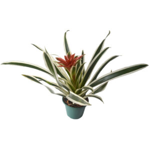 Bromélia Guzmania Variegata - Flor Vermelha