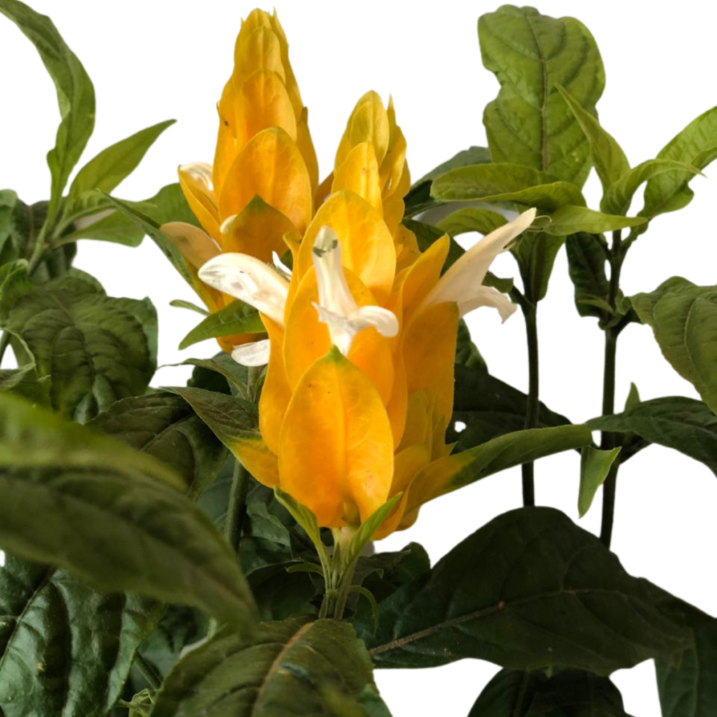 2 Mudas Camarão Amarelo Pachystachys lutea no Saquinho