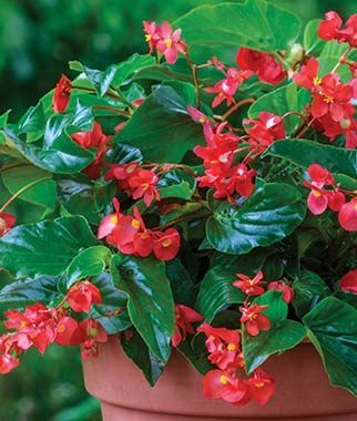 Begônia Dragon Wing Begonia Elatior no Saquinho — foto 7