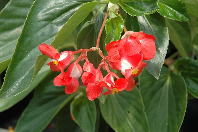 Begônia Dragon Wing Begonia Elatior no Saquinho — foto 6