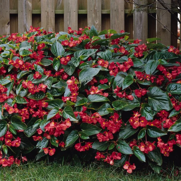 Begônia Dragon Wing Begonia Elatior no Saquinho — foto 8