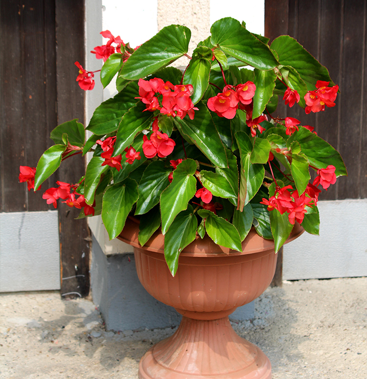 Begônia Dragon Wing Begonia Elatior no Saquinho — foto 5