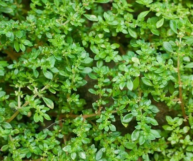 Brilhantina Beldroega, Pilea Microphylla no Saquinho — foto 2