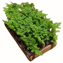 Brilhantina, Beldroega, Pilea Microphylla no Saquinho — foto 4