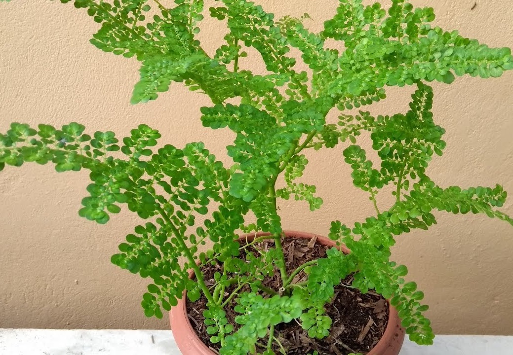 Brilhantina, Beldroega, Pilea Microphylla no Saquinho — foto 5