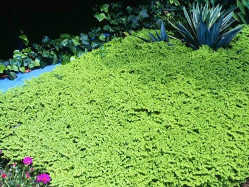 Brilhantina, Beldroega, Pilea Microphylla P11 — foto 8