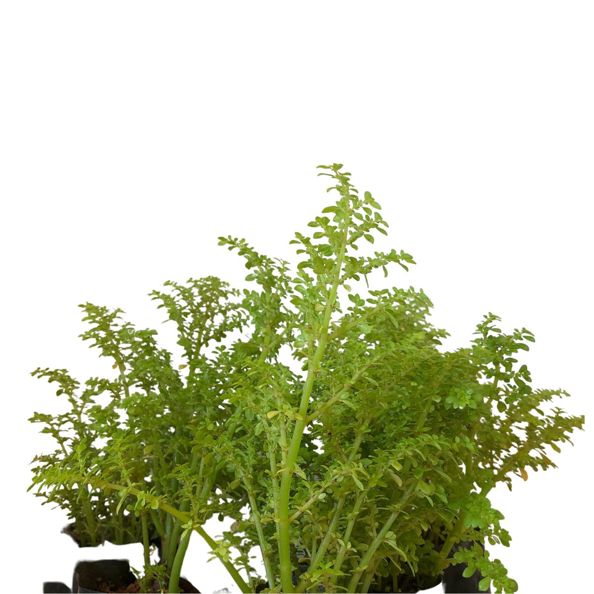 Brilhantina Beldroega, Pilea Microphylla no Saquinho — foto 8