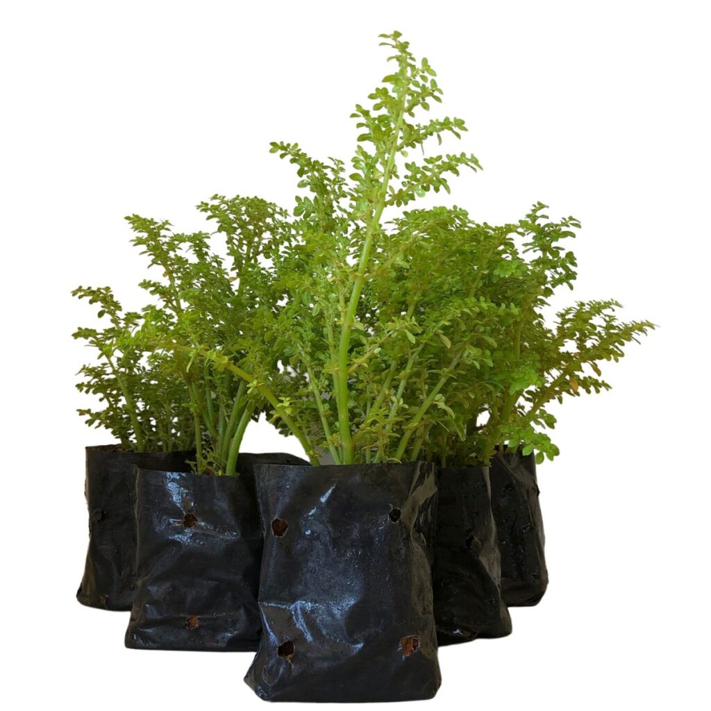 Brilhantina, Beldroega, Pilea Microphylla no Saquinho