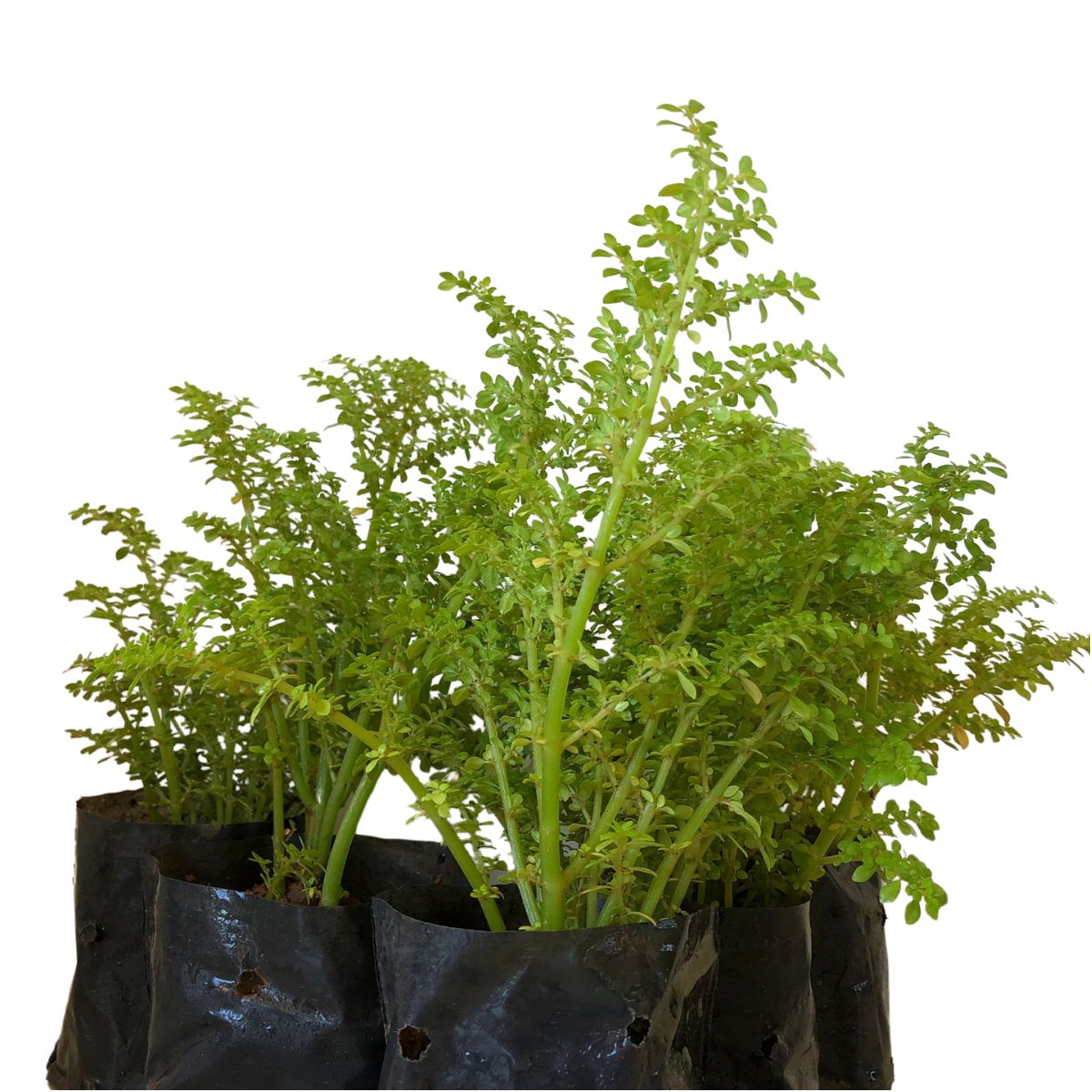 Brilhantina, Beldroega, Pilea Microphylla no Saquinho — foto 3