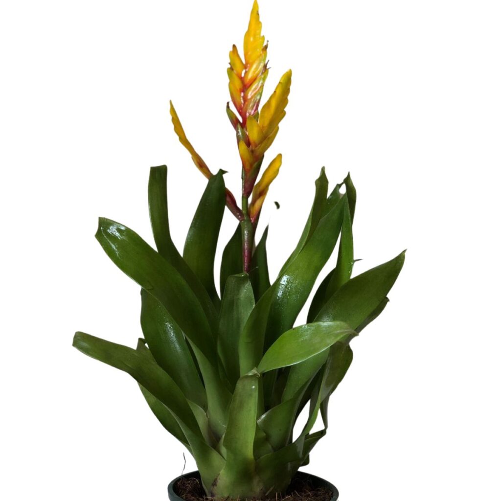 Bromélia Camarão Vriesea Ospinae Pote 14