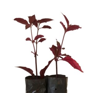 Terramicina - Penicilina - Alternanthera Brasiliana