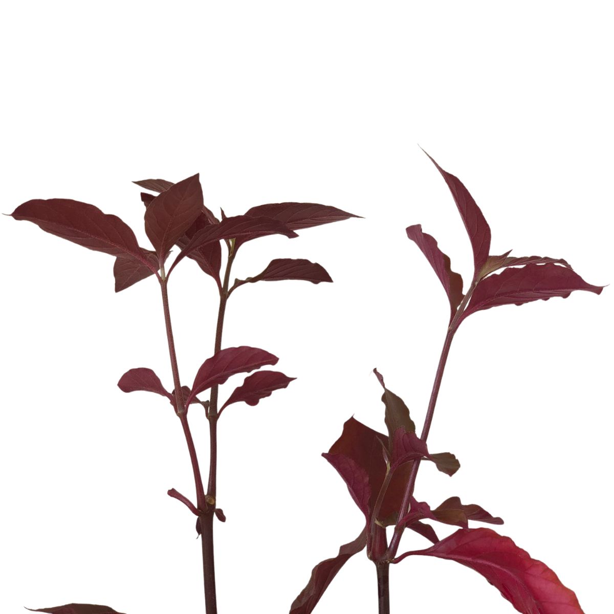 Terramicina - Penicilina - Lippia alba no Saquinho — foto 2