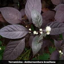 Terramicina - Penicilina - Lippia alba no Saquinho — foto 5