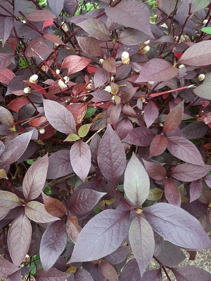 Terramicina - Penicilina - Alternanthera Brasiliana — foto 7