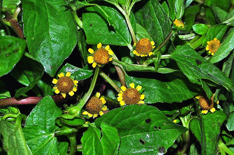 Jambu, Agrião-do-Pará - Acmella oleracea no Saquinho — foto 6
