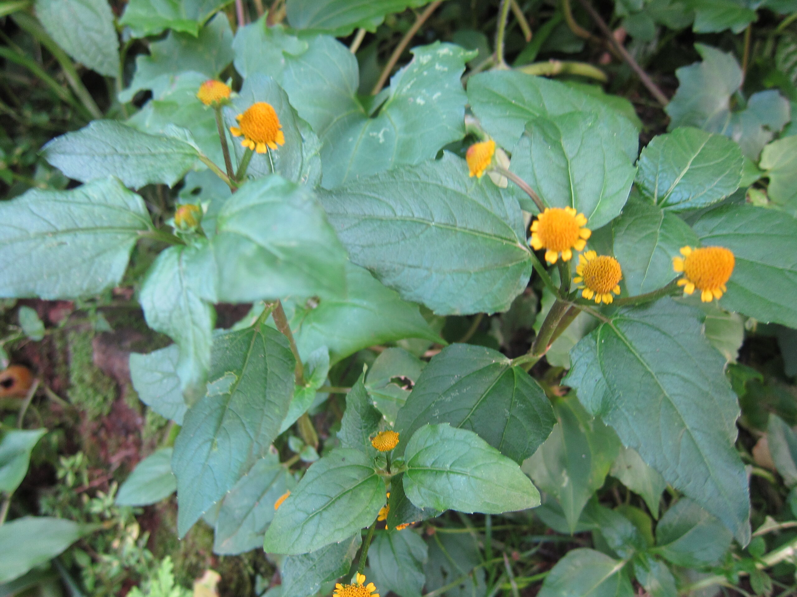 Jambu, Agrião-do-Pará - Acmella oleracea no Saquinho — foto 5