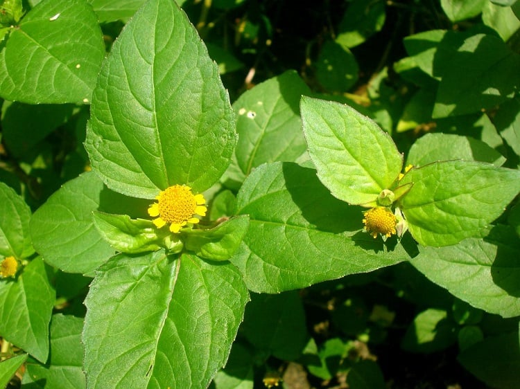 Jambu, Agrião-do-Pará - Acmella oleracea no Saquinho — foto 8